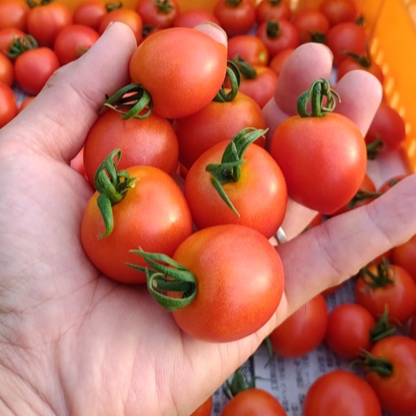 手のひらにのせた華ころころ
