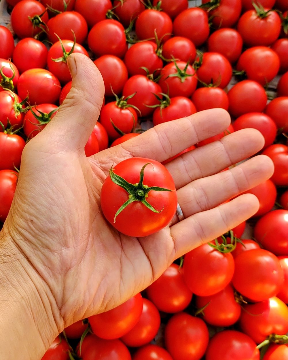 手のひらにのせた中玉トマトと、収穫したたくさんの赤い実