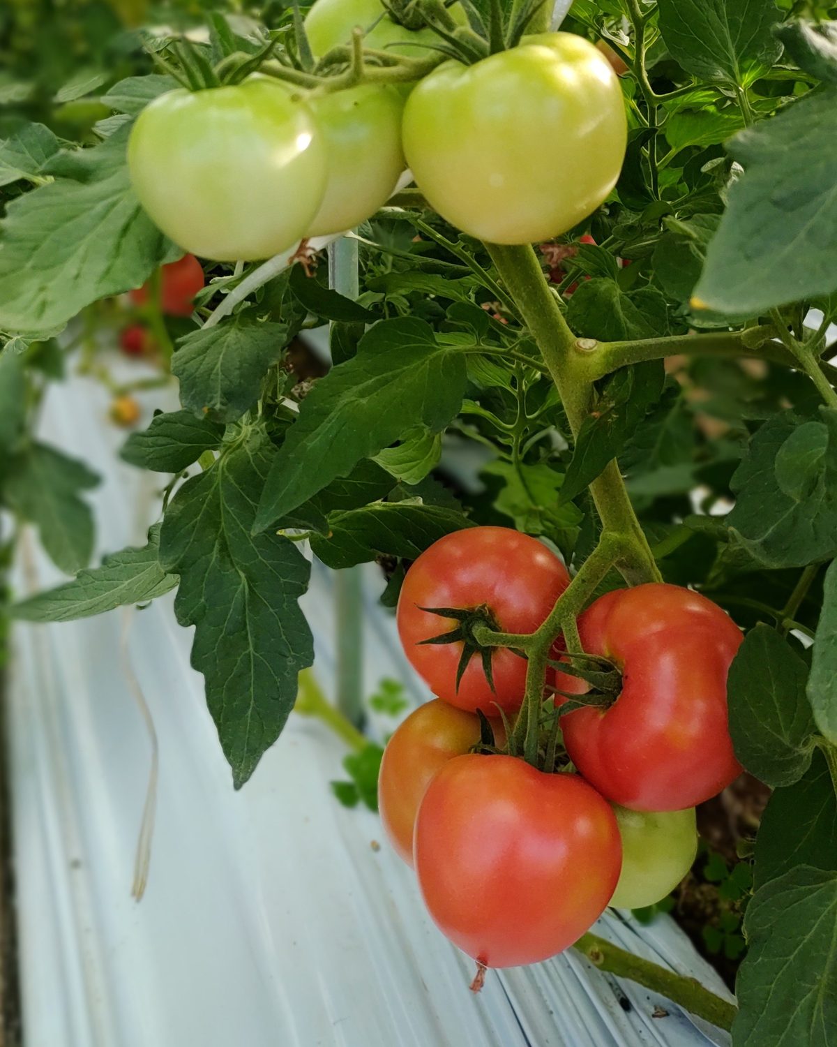 枝で赤く熟した大玉トマトと、色づく前の青い実