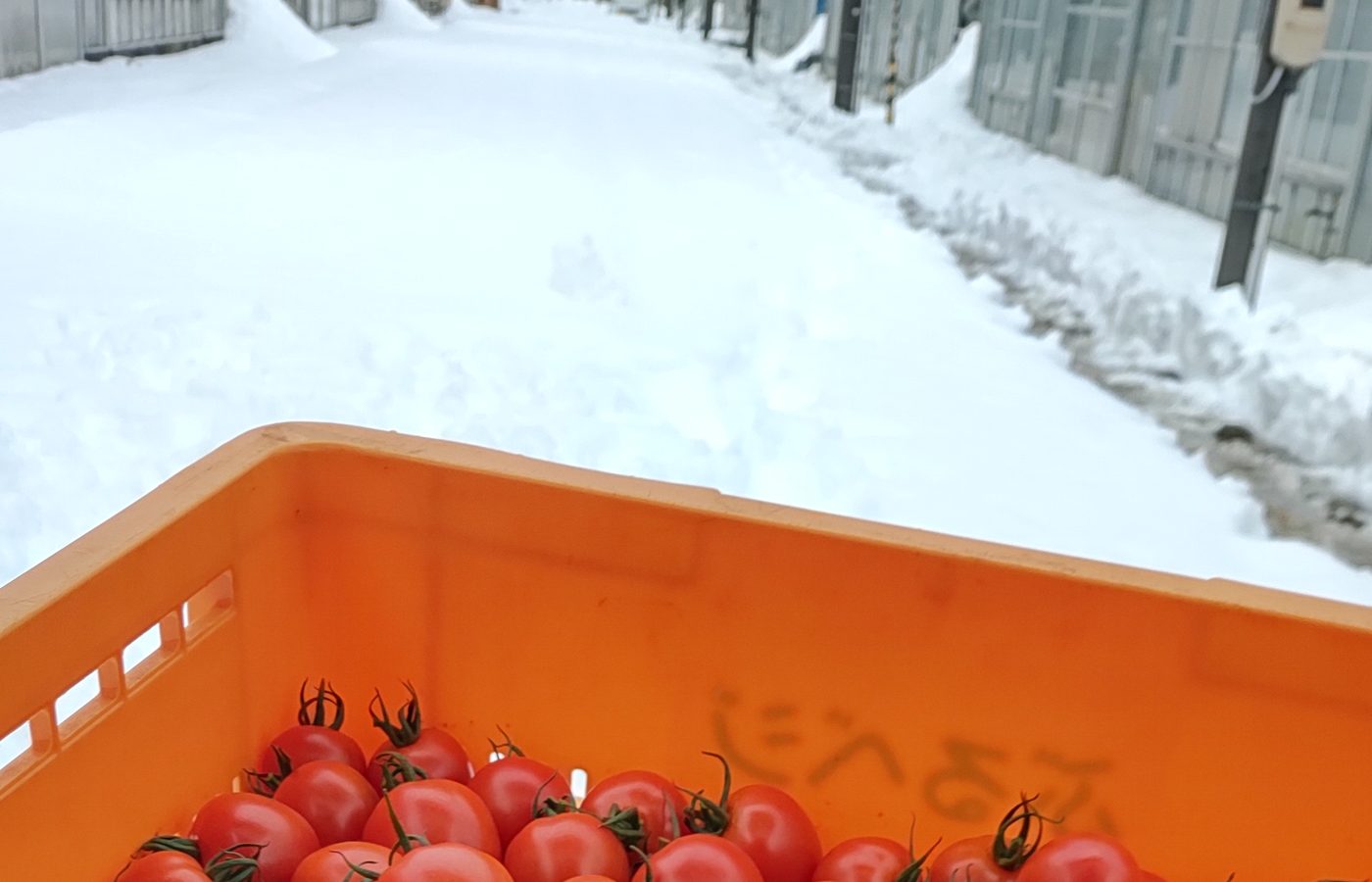 収穫を終えた赤いトマトのコンテナと、雪が積もったハウスの外