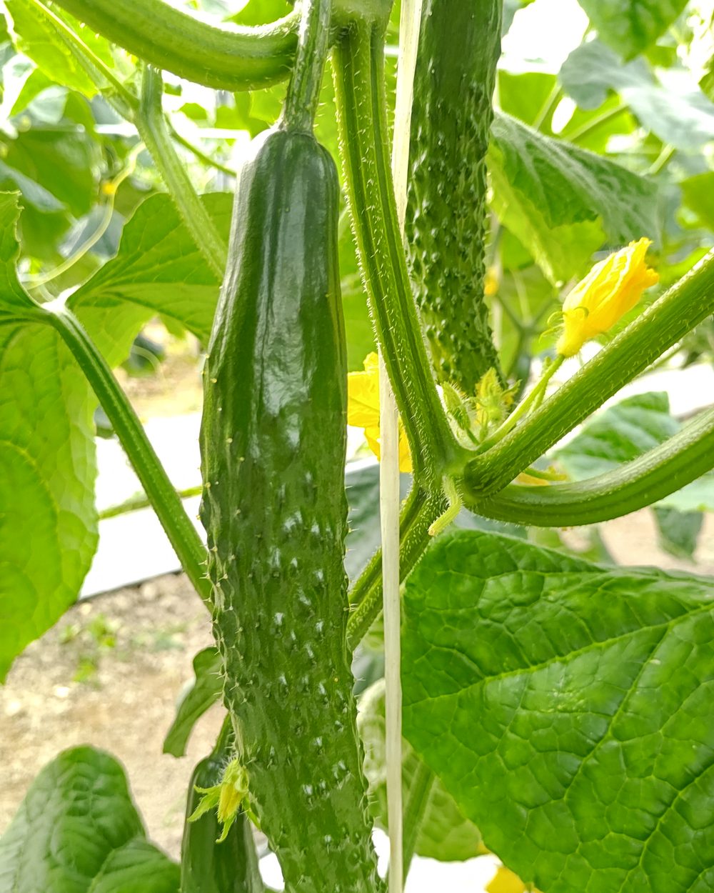 花を付けたまま、つるにぶら下がる四川きゅうり