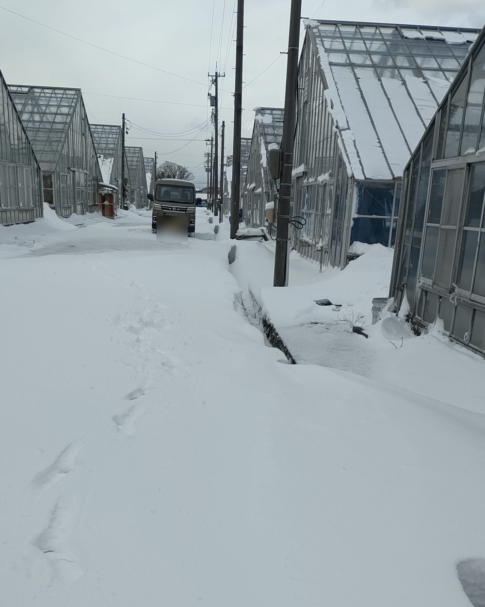 雪の中に静かに並ぶ冬のハウス