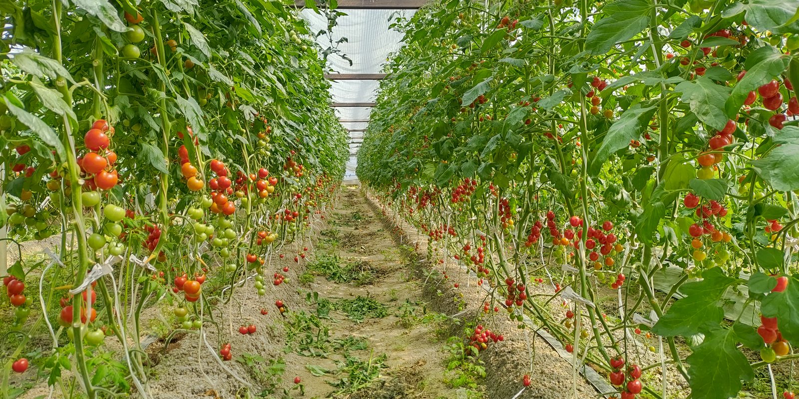 両側にミニトマトが実るぶるベジのハウスの通路
